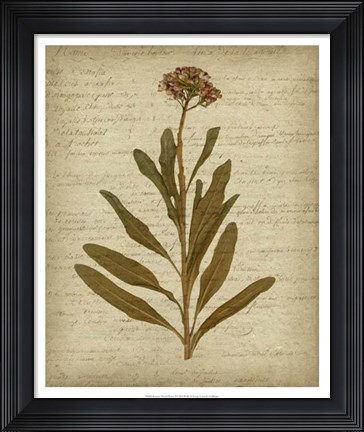 Framed Romantic Pressed Flowers II Print