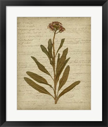 Framed Romantic Pressed Flowers II Print