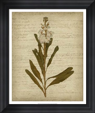 Framed Romantic Pressed Flowers III Print