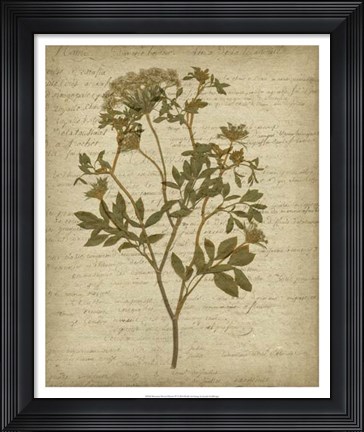 Framed Romantic Pressed Flowers IV Print