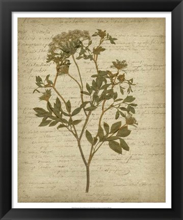 Framed Romantic Pressed Flowers IV Print