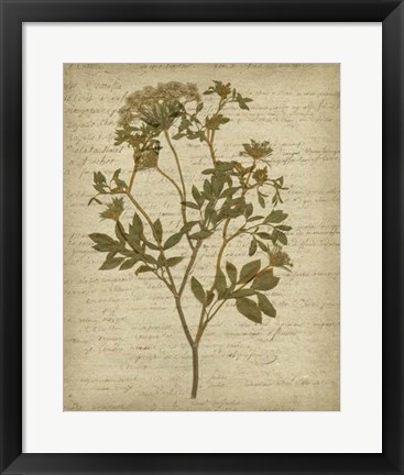 Framed Romantic Pressed Flowers IV Print