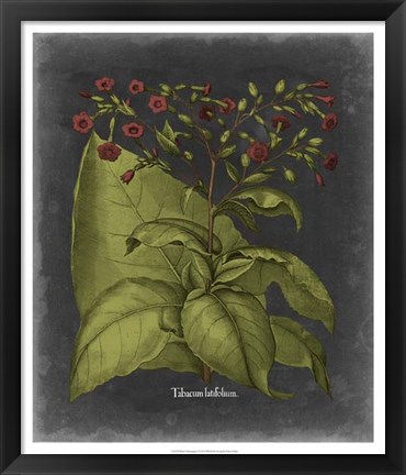 Framed Besler Dramatique I Print