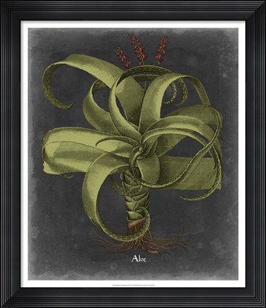 Framed Besler Dramatique IV Print