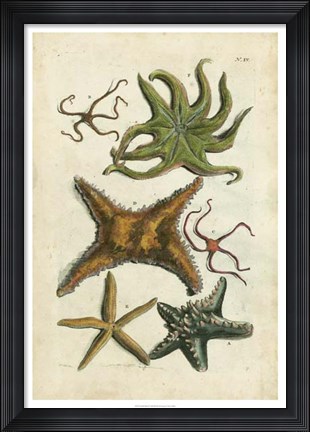 Framed Starfish Illustre Print
