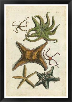 Framed Starfish Illustre Print