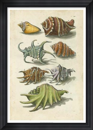 Framed Conch Shell Illustre Print