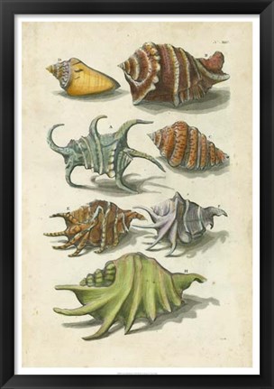 Framed Conch Shell Illustre Print