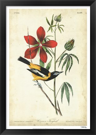 Framed Audubon Bird &amp; Botanical I Print