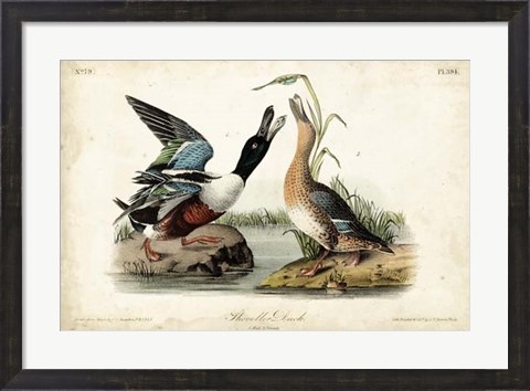 Framed Audubon Ducks I Print