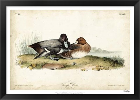 Framed Audubon Ducks IV Print