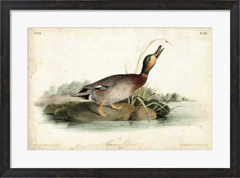 Framed Audubon Ducks V Print