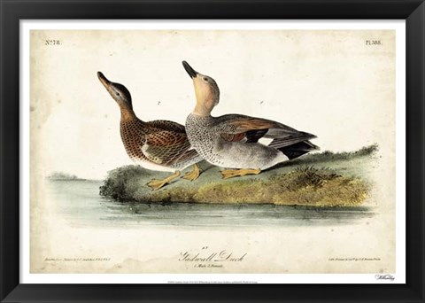 Framed Audubon Ducks VI Print