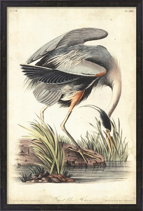 Framed Great Blue Heron Print
