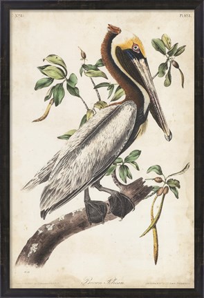 Framed Brown Pelican Print