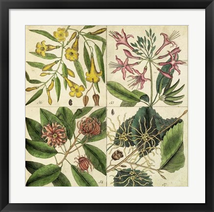 Framed Catesby Botanical Quadrant I Print