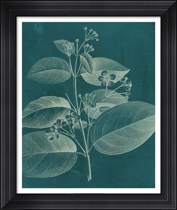 Framed Modern Botany II Print