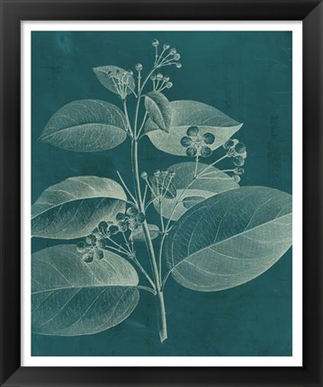 Framed Modern Botany II Print