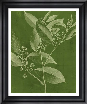 Framed Modern Botany IV Print