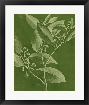 Framed Modern Botany IV Print
