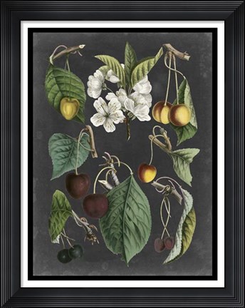Framed Orchard Varieties II Print