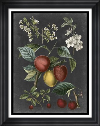 Framed Orchard Varieties III Print