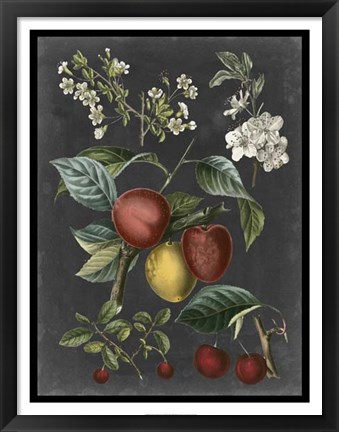 Framed Orchard Varieties III Print