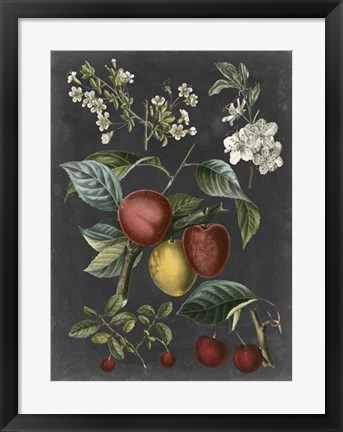 Framed Orchard Varieties III Print