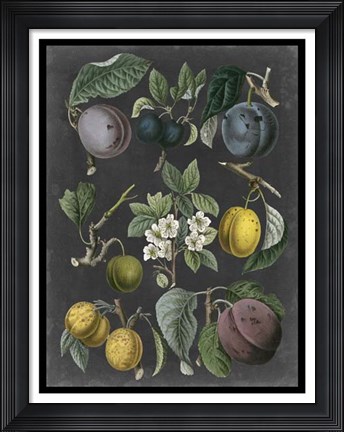 Framed Orchard Varieties IV Print
