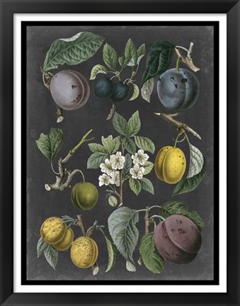 Framed Orchard Varieties IV Print