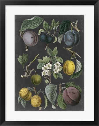 Framed Orchard Varieties IV Print