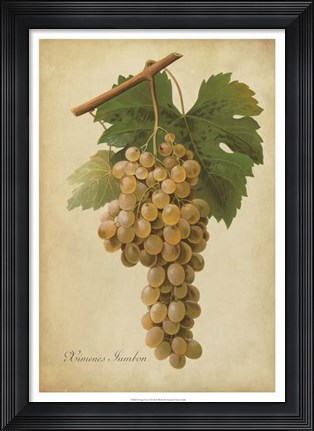Framed Vintage Vines II Print