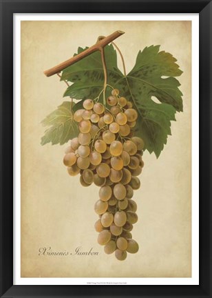 Framed Vintage Vines II Print