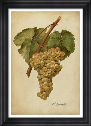 Framed Vintage Vines III Print