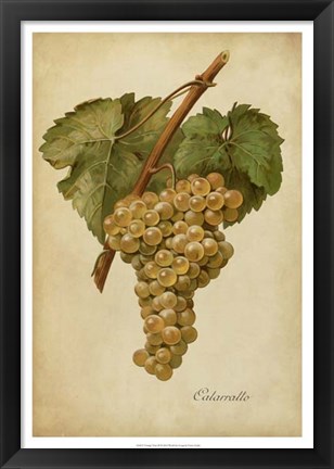 Framed Vintage Vines III Print