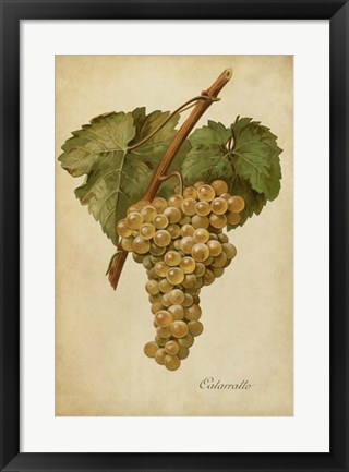 Framed Vintage Vines III Print