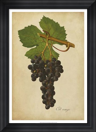 Framed Vintage Vines IV Print