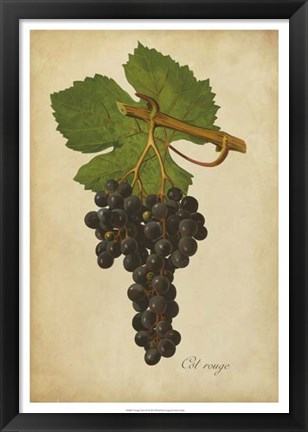 Framed Vintage Vines IV Print