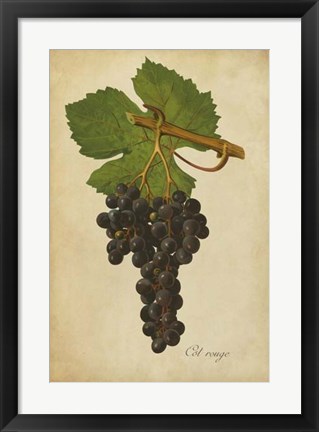 Framed Vintage Vines IV Print