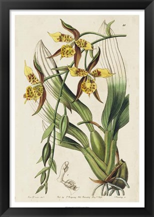 Framed Spring Orchid I Print