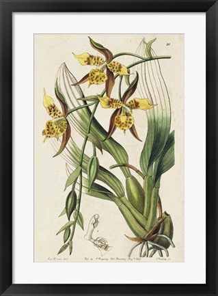 Framed Spring Orchid I Print