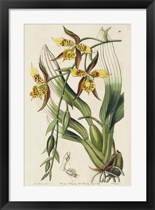 Framed Spring Orchid I Print