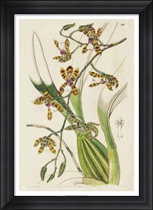 Framed Spring Orchid II Print