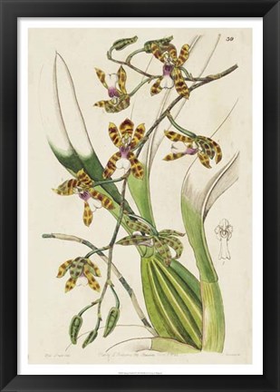 Framed Spring Orchid II Print