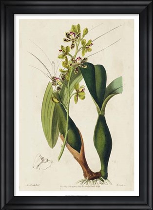 Framed Spring Orchid III Print