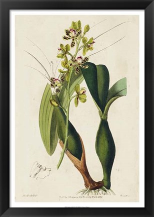 Framed Spring Orchid III Print