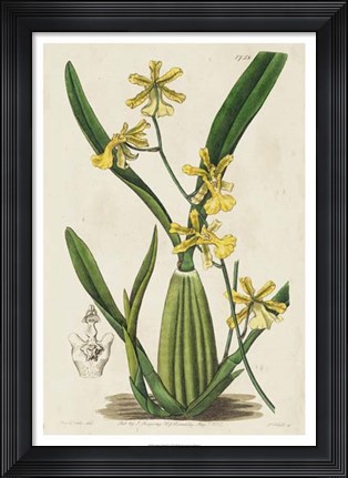 Framed Spring Orchid IV Print
