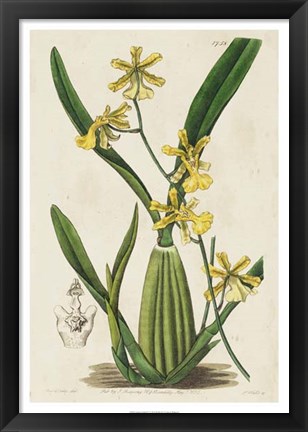 Framed Spring Orchid IV Print