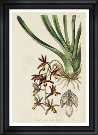 Framed Spring Orchid V Print
