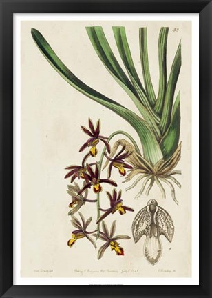 Framed Spring Orchid V Print